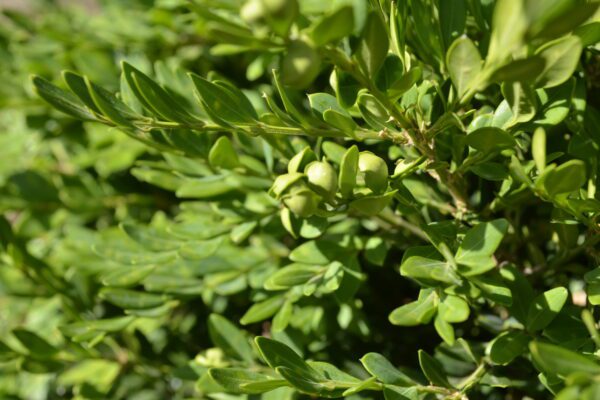 Buxus microphylla 'Compacta'