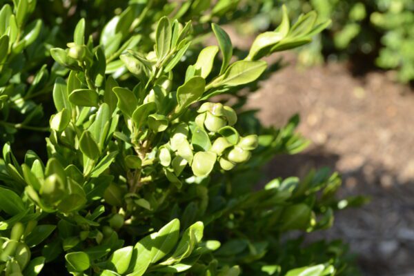 Buxus microphylla 'Compacta'