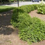 Buxus microphylla 'Compacta'