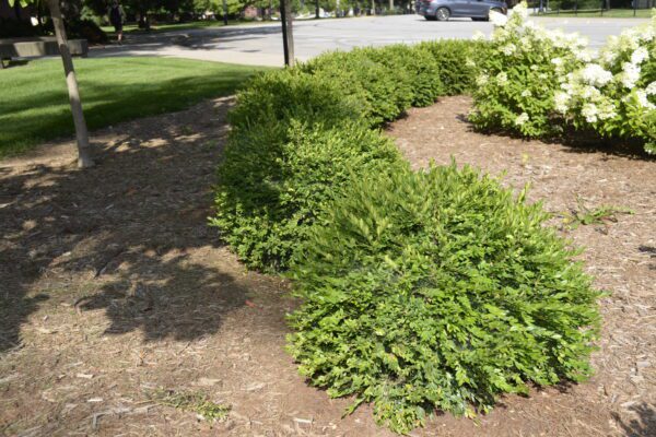 Buxus microphylla 'Compacta'