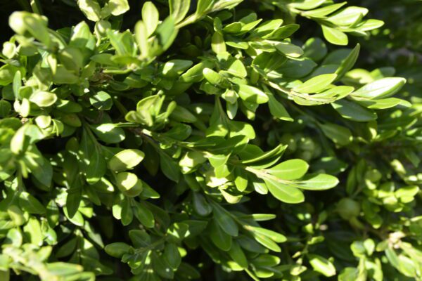 Buxus microphylla 'Compacta'