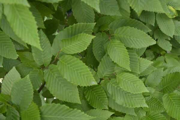 Carpinus betulus