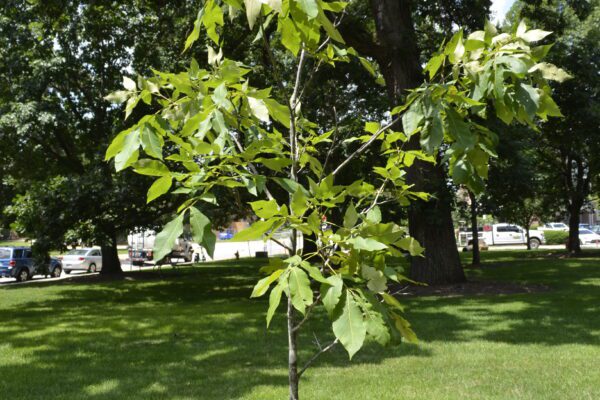 Carya glabra