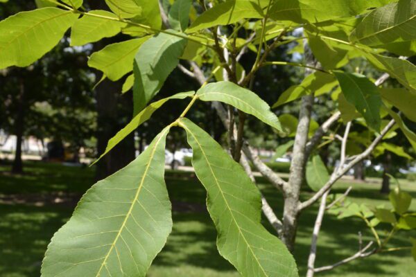 Carya glabra