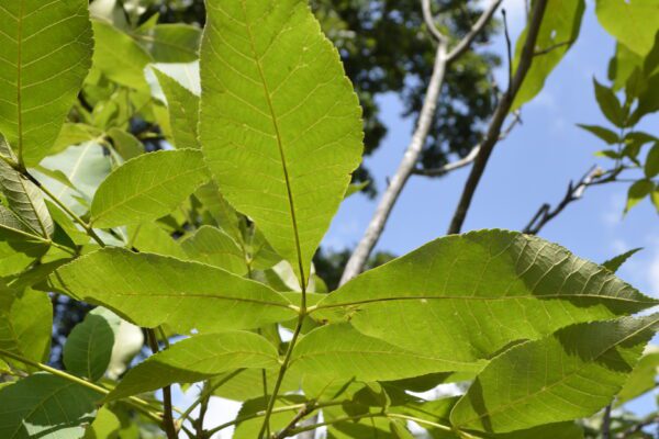 Carya glabra