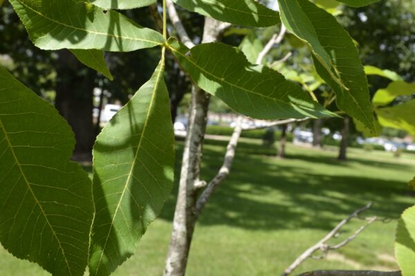 Carya glabra