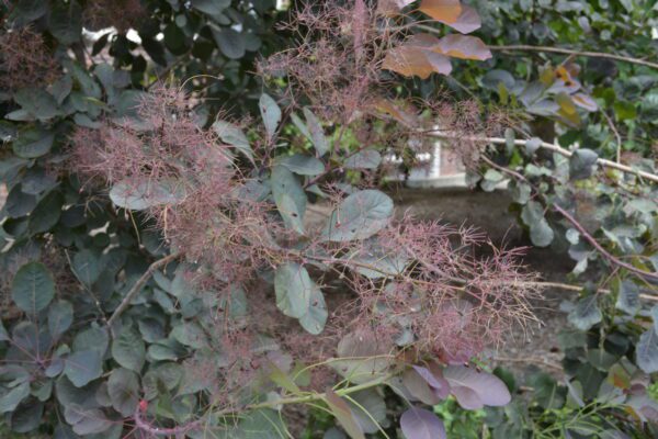 Cotinus × 'Grace' - Peduncles
