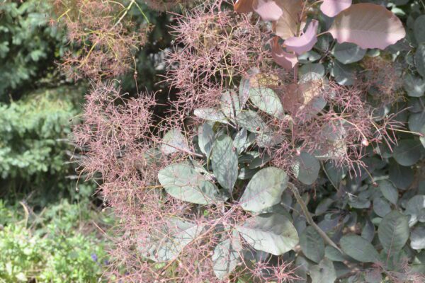 Cotinus × 'Grace' - Peduncles