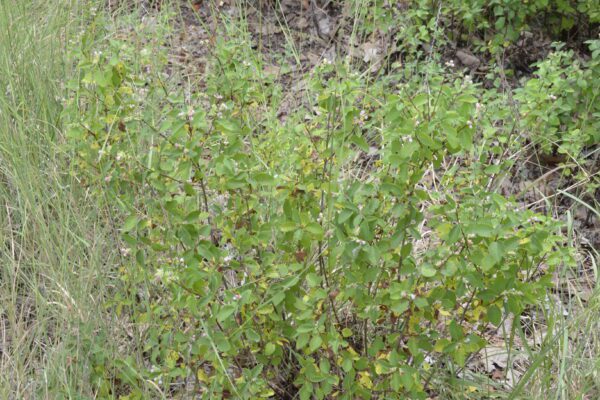 Symphoricarpos albus