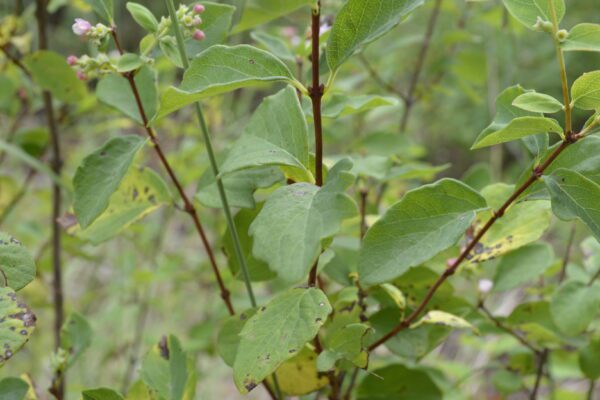 Symphoricarpos albus