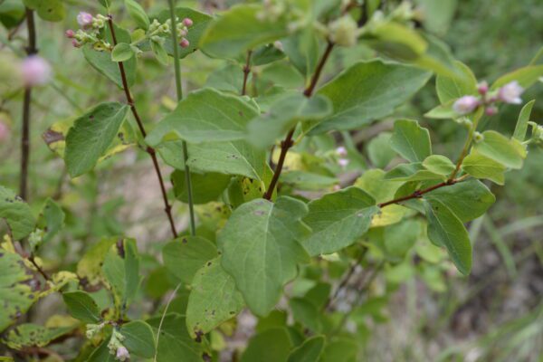 Symphoricarpos albus