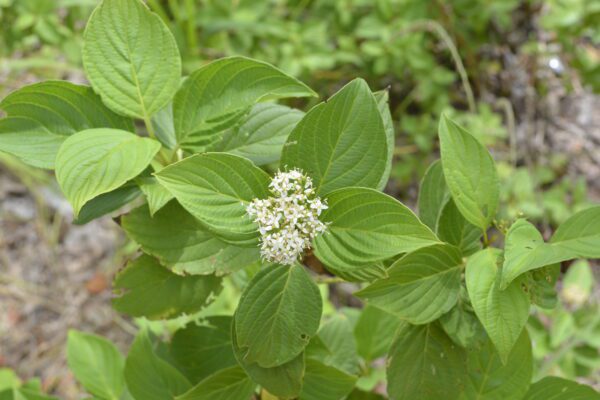 Cornus alba 'Bud’s Yellow'