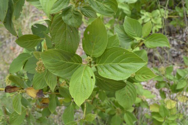 Cornus alba 'Bud’s Yellow'