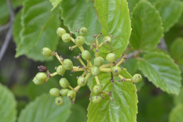 Viburnum dentatum 'Synnesvedt' [sold as Chicago Lustre®]