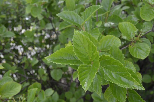 Viburnum dentatum 'Synnesvedt' [sold as Chicago Lustre®]