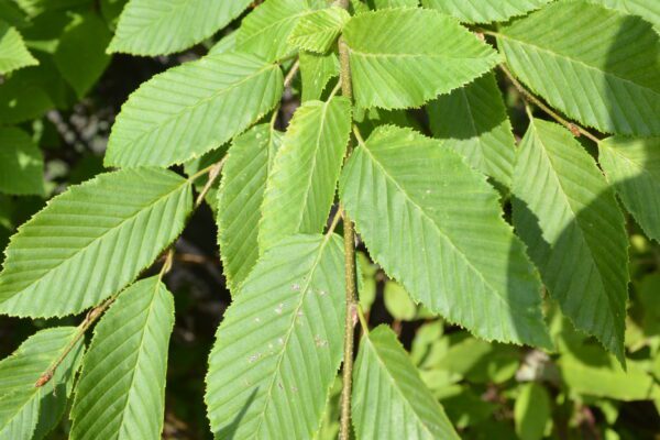 Carpinus betulus 'Frans Fontaine'