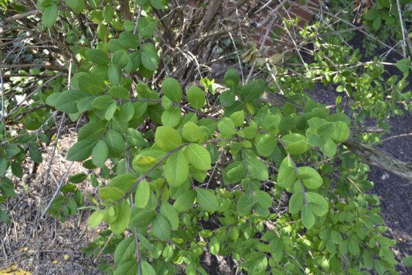 Lonicera × purpusii 'Winter Beauty'
