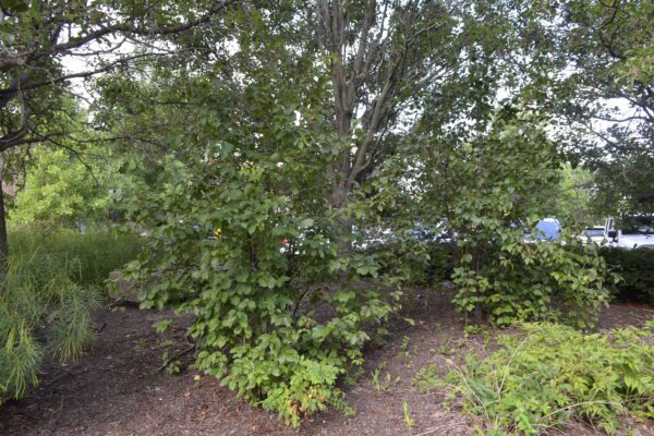 Viburnum lentago