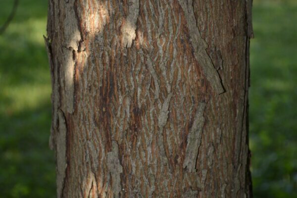 Carya laciniosa