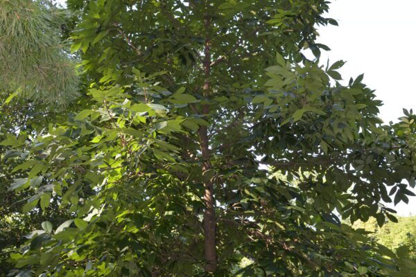 Carya laciniosa