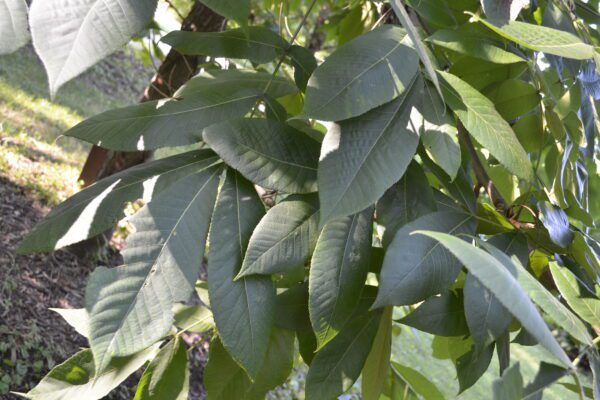 Carya laciniosa