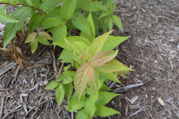 Prunus americana