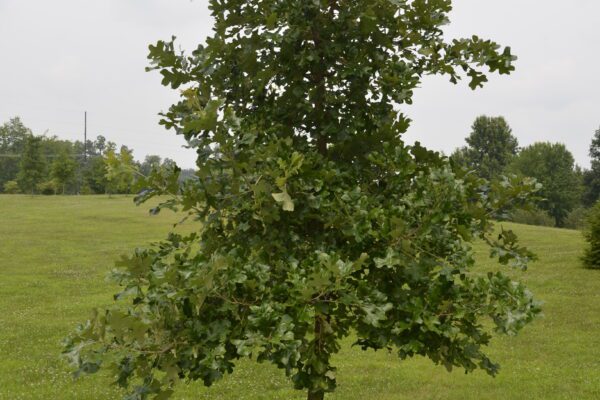 Quercus stellata