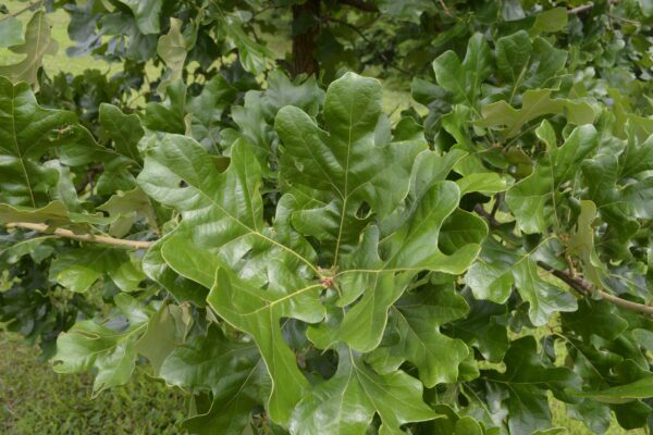 Quercus stellata