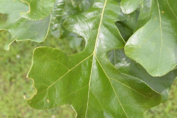 Quercus stellata