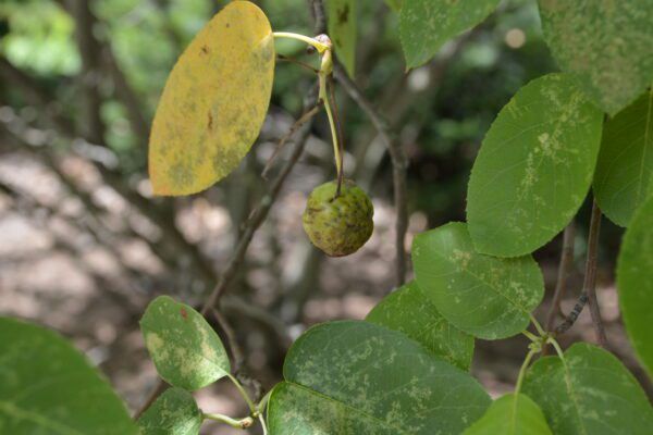 Amelanchier canadensis 'Sprizam' [sold as Spring Glory®]