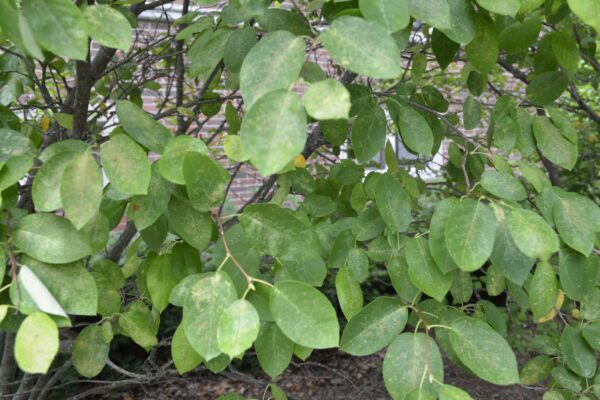 Amelanchier canadensis 'Sprizam' [sold as Spring Glory®]