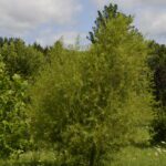 Salix nigra
