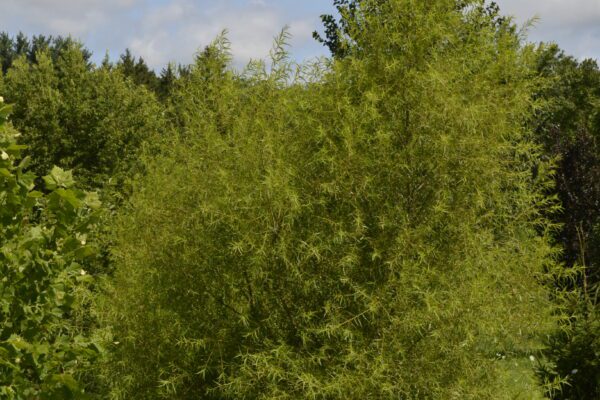 Salix nigra