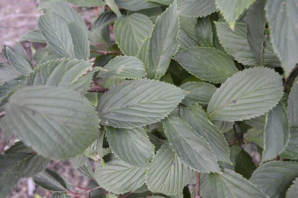 Viburnum farreri 'Nanum'