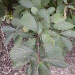Viburnum farreri 'Nanum'
