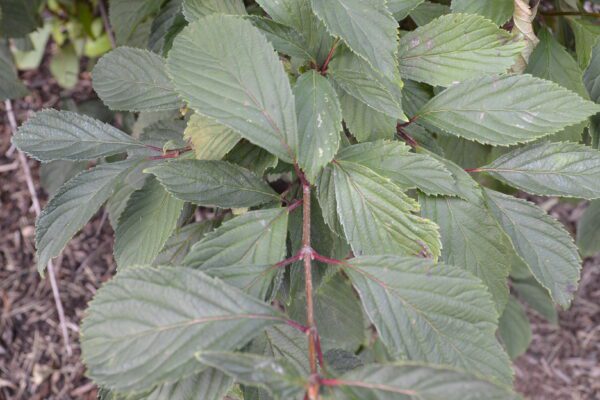 Viburnum farreri 'Nanum'