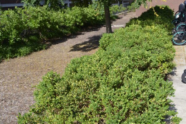 Buxus 'Glencoe'