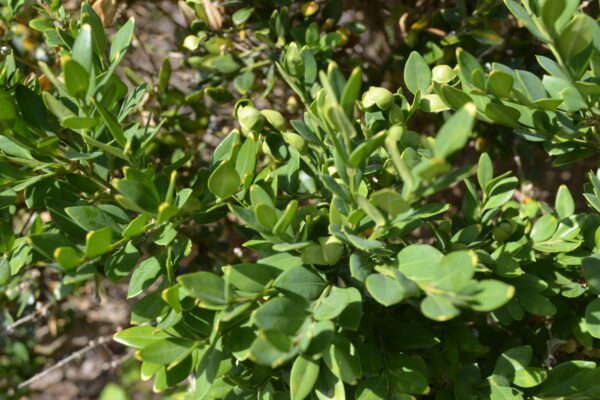 Buxus 'Glencoe'