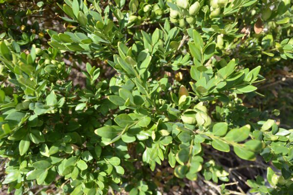 Buxus 'Glencoe'