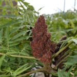 Rhus typhina 'Bailtiger' [sold as Tiger Eyes®]