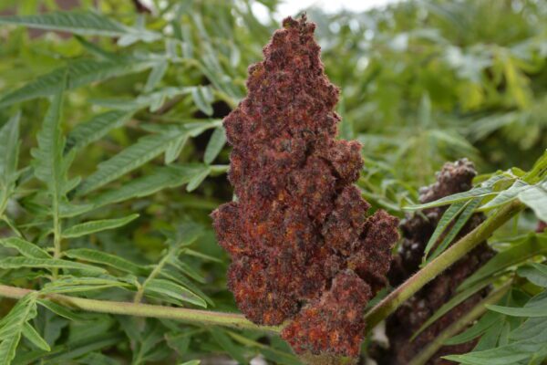 Rhus typhina 'Bailtiger' [sold as Tiger Eyes®]