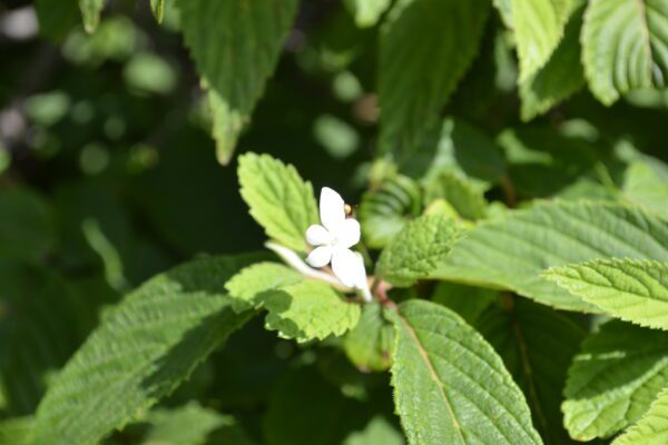 Viburnum plicatum var. tomentosum 'Mariesii'