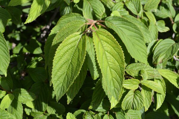 Viburnum plicatum var. tomentosum 'Mariesii'