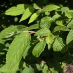 Viburnum plicatum var. tomentosum 'Mariesii'