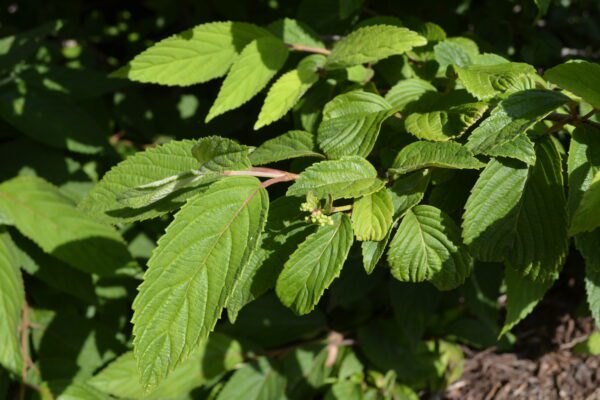 Viburnum plicatum var. tomentosum 'Mariesii'