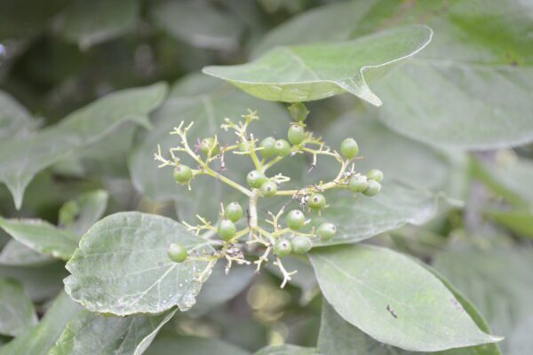 Rhus typhina