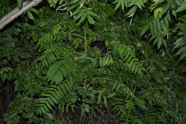 Rhus typhina