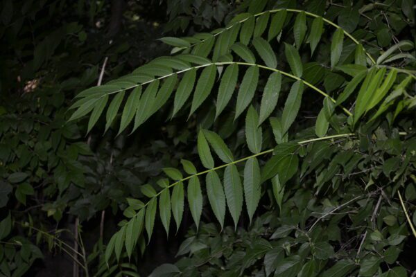Rhus typhina