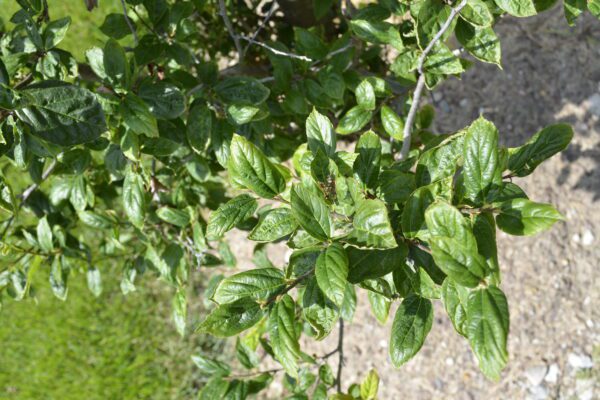 Parrotia persica 'JLColumnar'