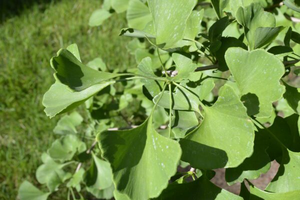 Ginkgo biloba 'Goldspire' [sold as Ginkgo Goldspire™]